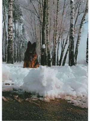 Nagrodzona praca konkursowa – pies na śniegu