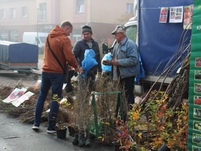 Sadzonki drzewek i krzewów