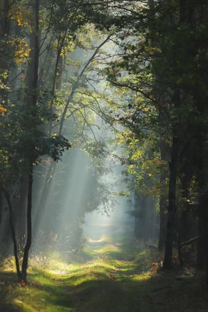 Fotoart - zdjęcie konkursowe