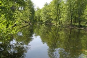 starorzecze Warty koło Pogorzelicy (fot. www.zpkww.pl)