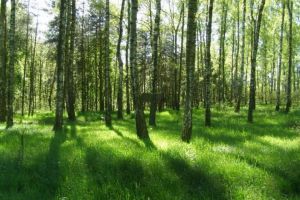 las brzozowy - Żerkowsko-Czeszewski Park Krajobrazowy (fot. www.zpkww.pl)