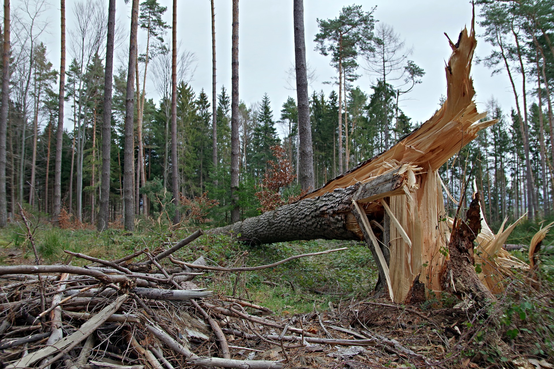 Lasy po nawałnicy – zwolnienie z podatku dochodowego