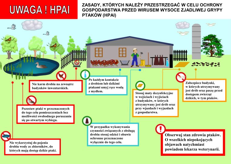 Ptasia grypa – co trzeba wiedzieć?