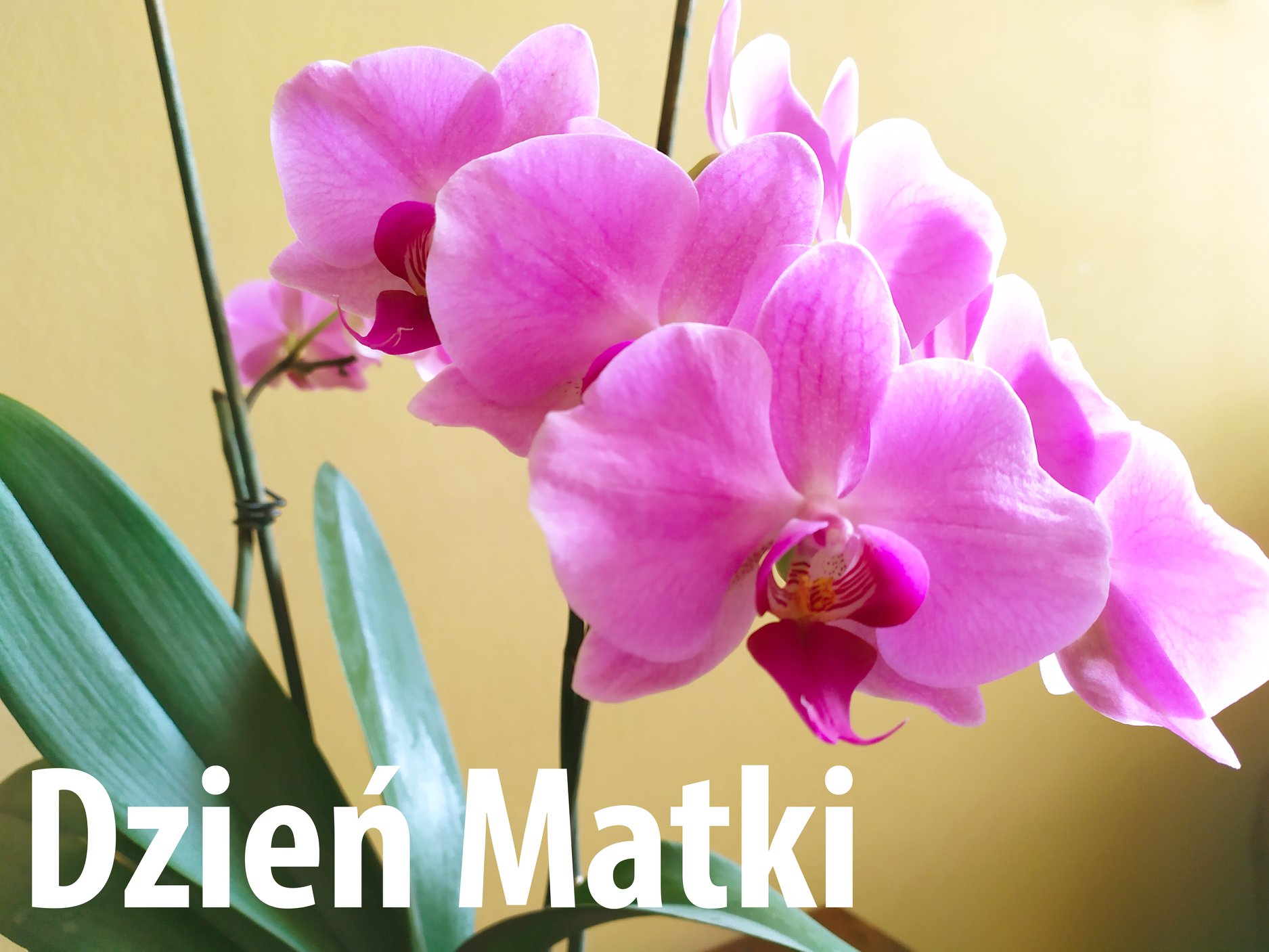 Nie ma jak u mamy